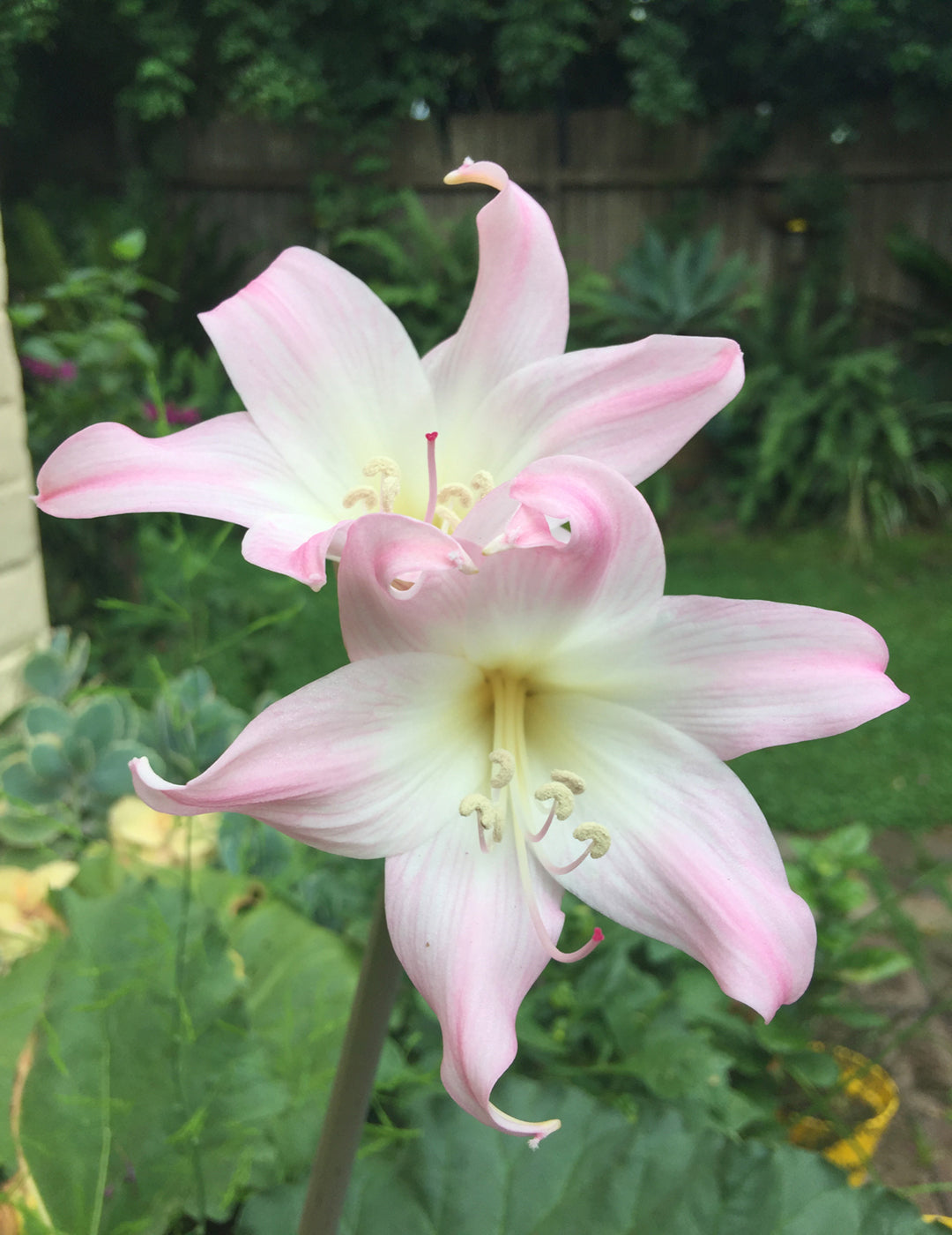 Belladonna Lily Pink