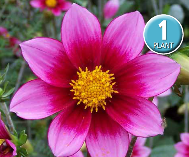 Dahlia Bonnie Skye (season:Aug-Sep)