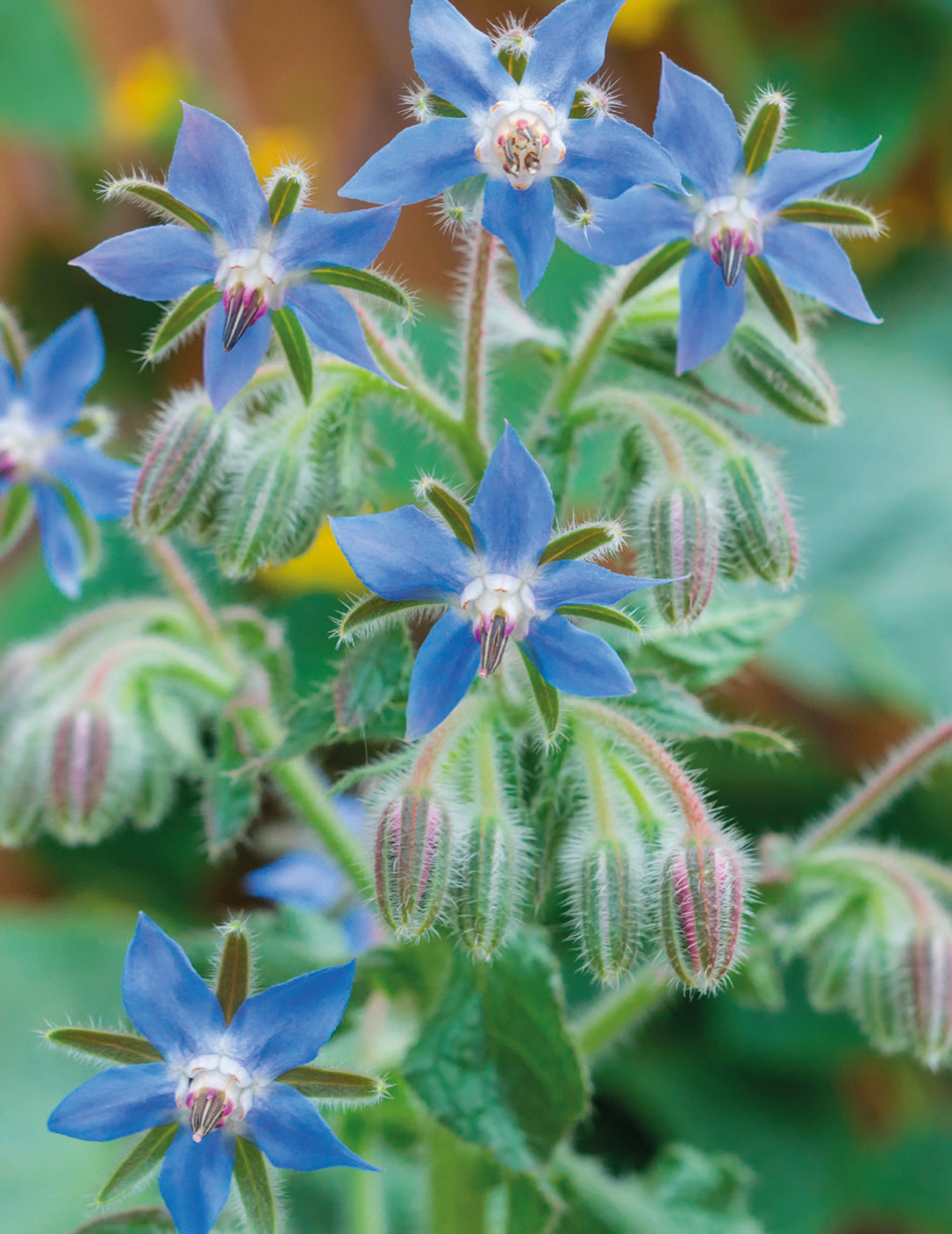 Borage