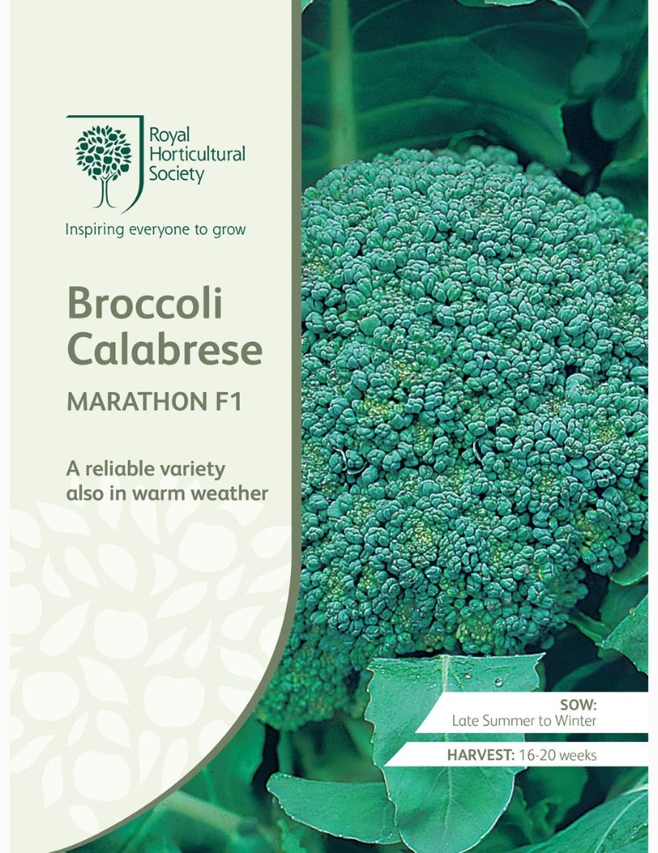 Broccoli Calabrese Marathon F1