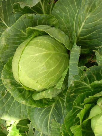Cabbage Mini HEIRLOOM