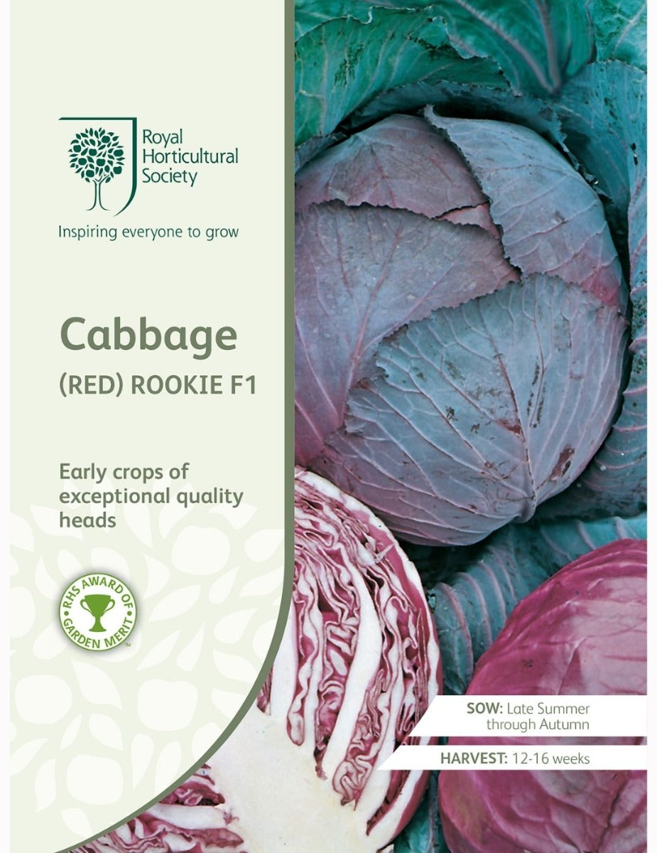 Cabbage (Red) Rookie F1