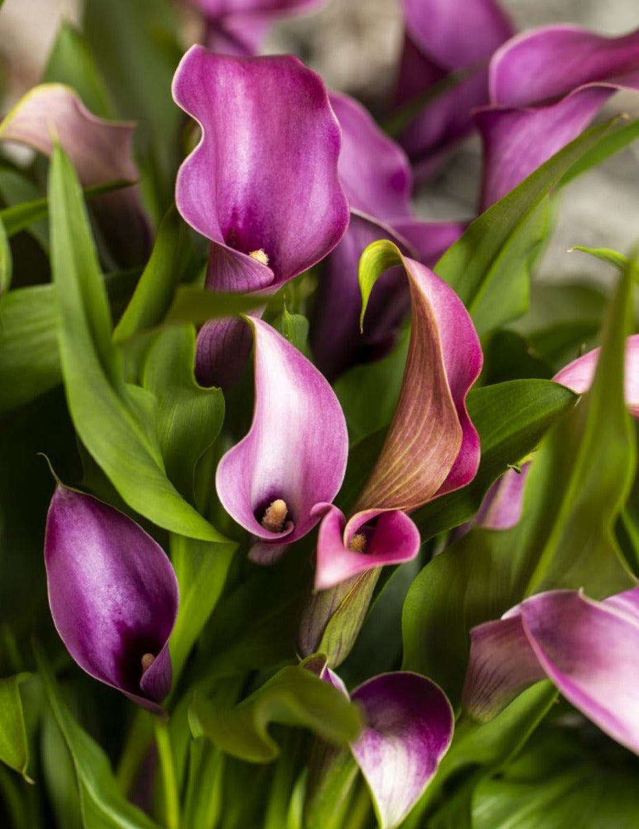 Calla Lily Grape Velvet (Season:Aug-Sep)