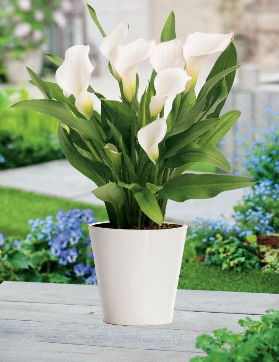 Calla Lily Pot of Snow (season: Winter)