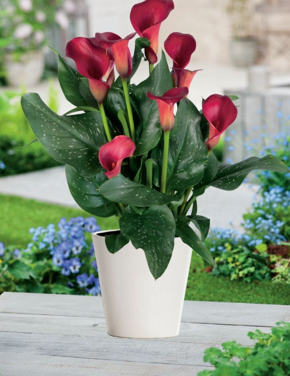 Calla Lily Pot Red Robin (Season: Winter)