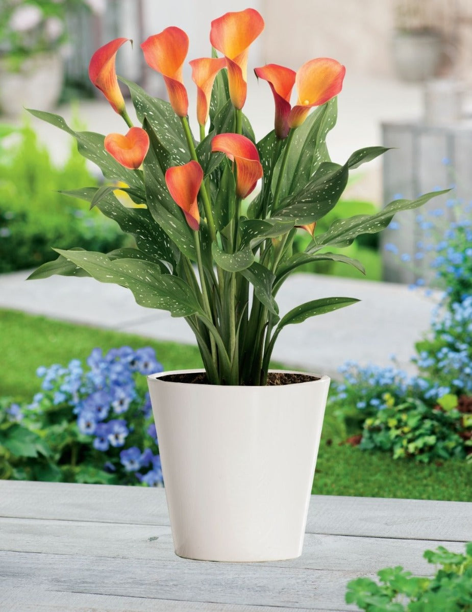 Calla Lily Pot Sunset (season: Winter)