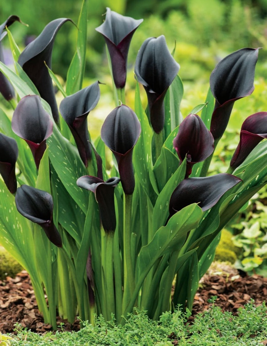 Odessa Calla Lily Bulb (Aug-Sep Season) | Mr Fothergill's