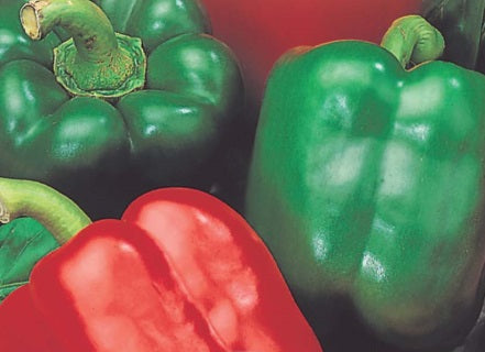 Capsicum Californian Wonder ORGANIC