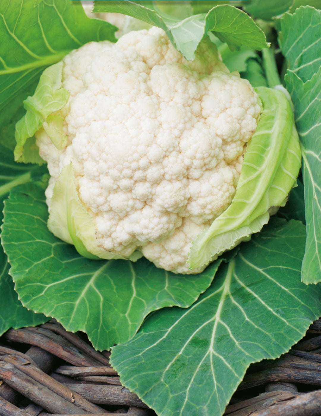 Mini White F1 Cauliflower Seeds