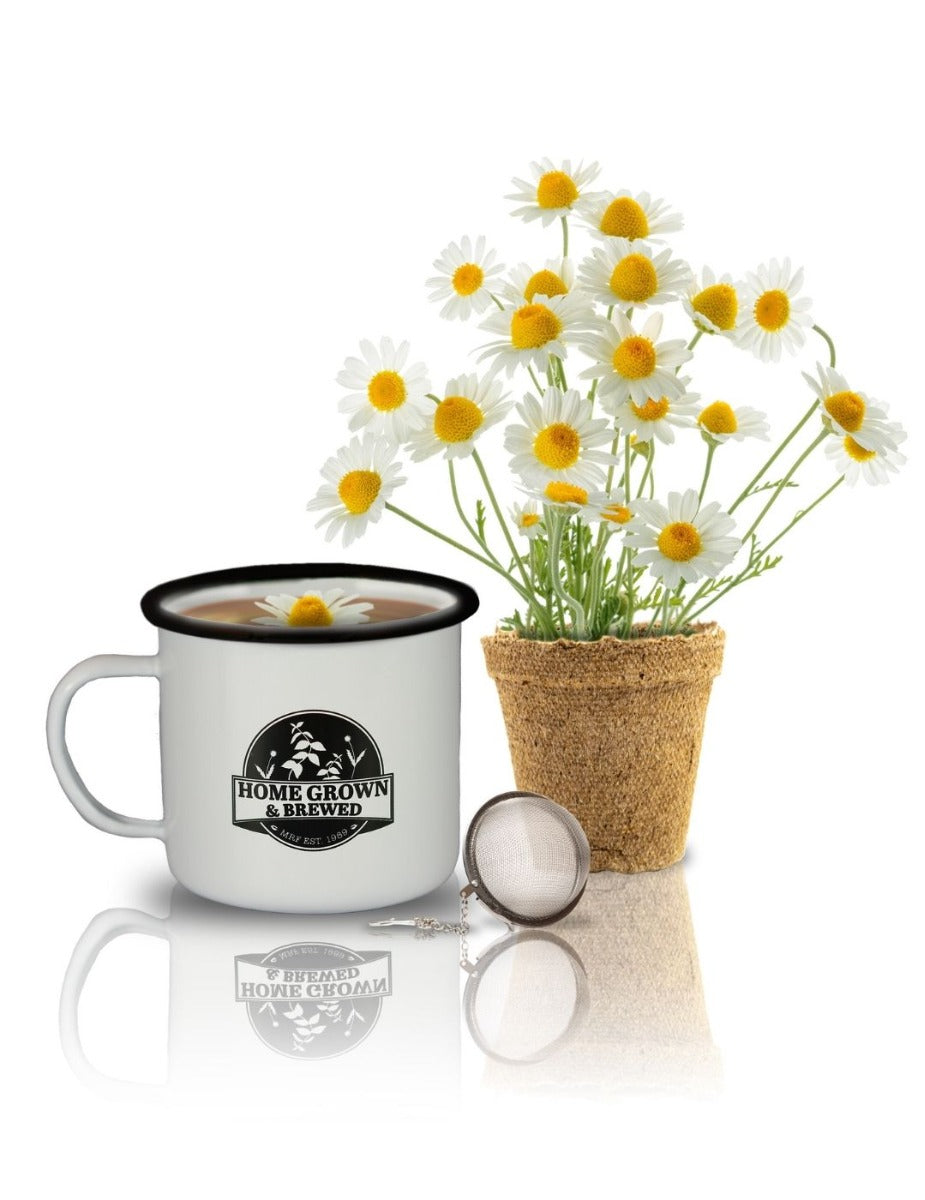 Grow & Brew Tea Kit - Chamomile