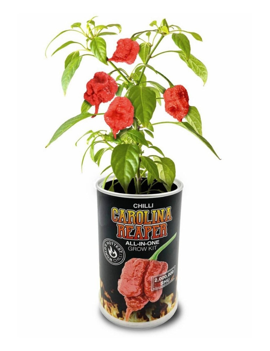 Super Hot Chilli - Carolina Reaper Grow Kit Can