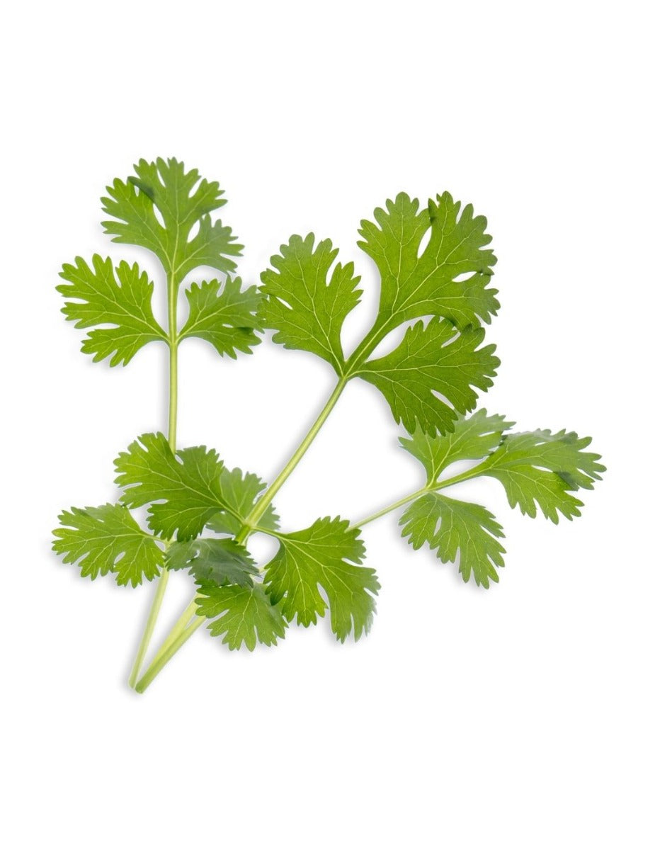 Véritable® Seed Lingot® - Coriander/Cilantro