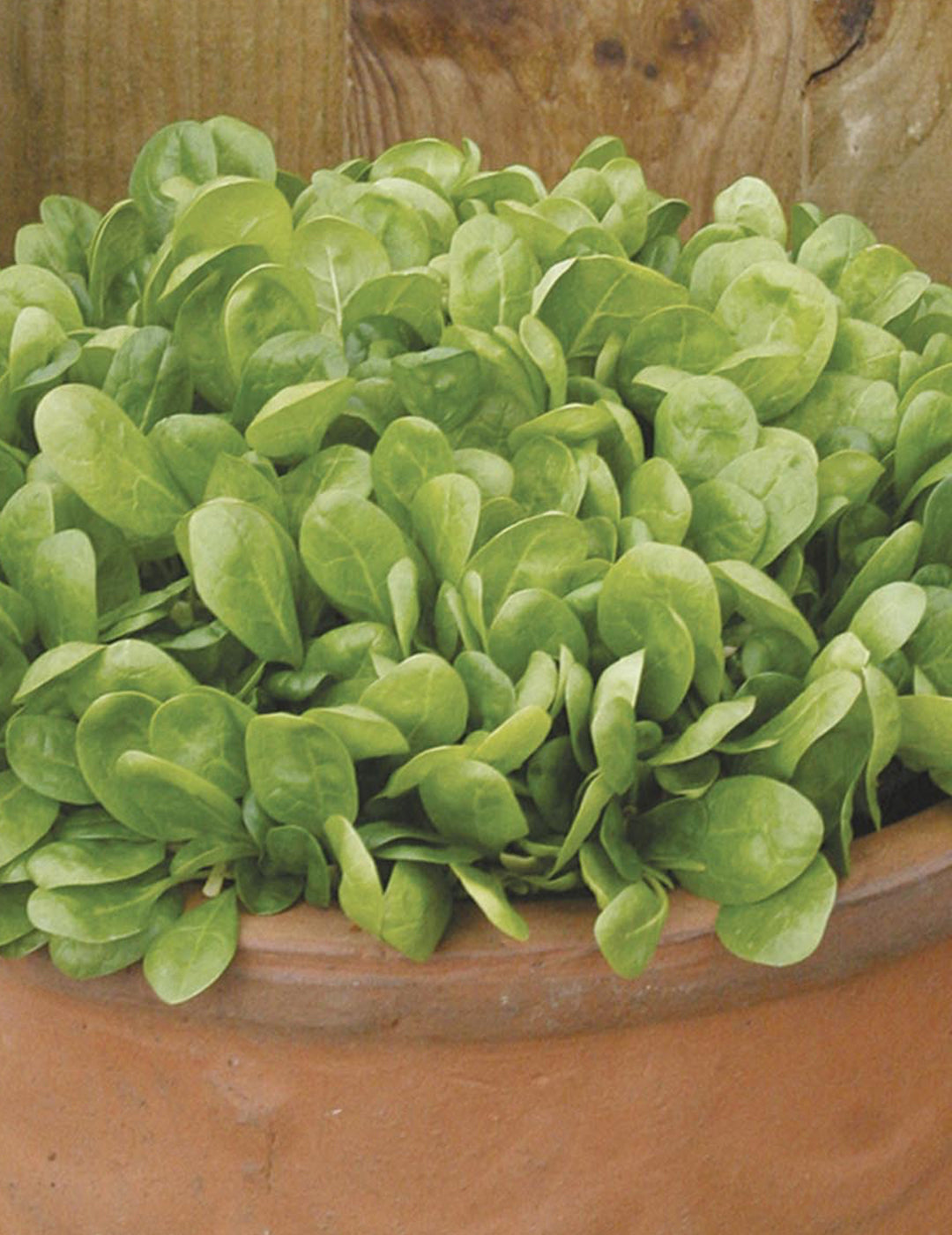 Lazio F1 Spinach Seeds