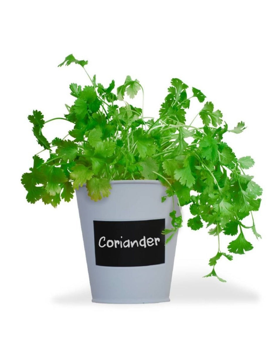 Coriander- Chalkboard Grow Kit Tin
