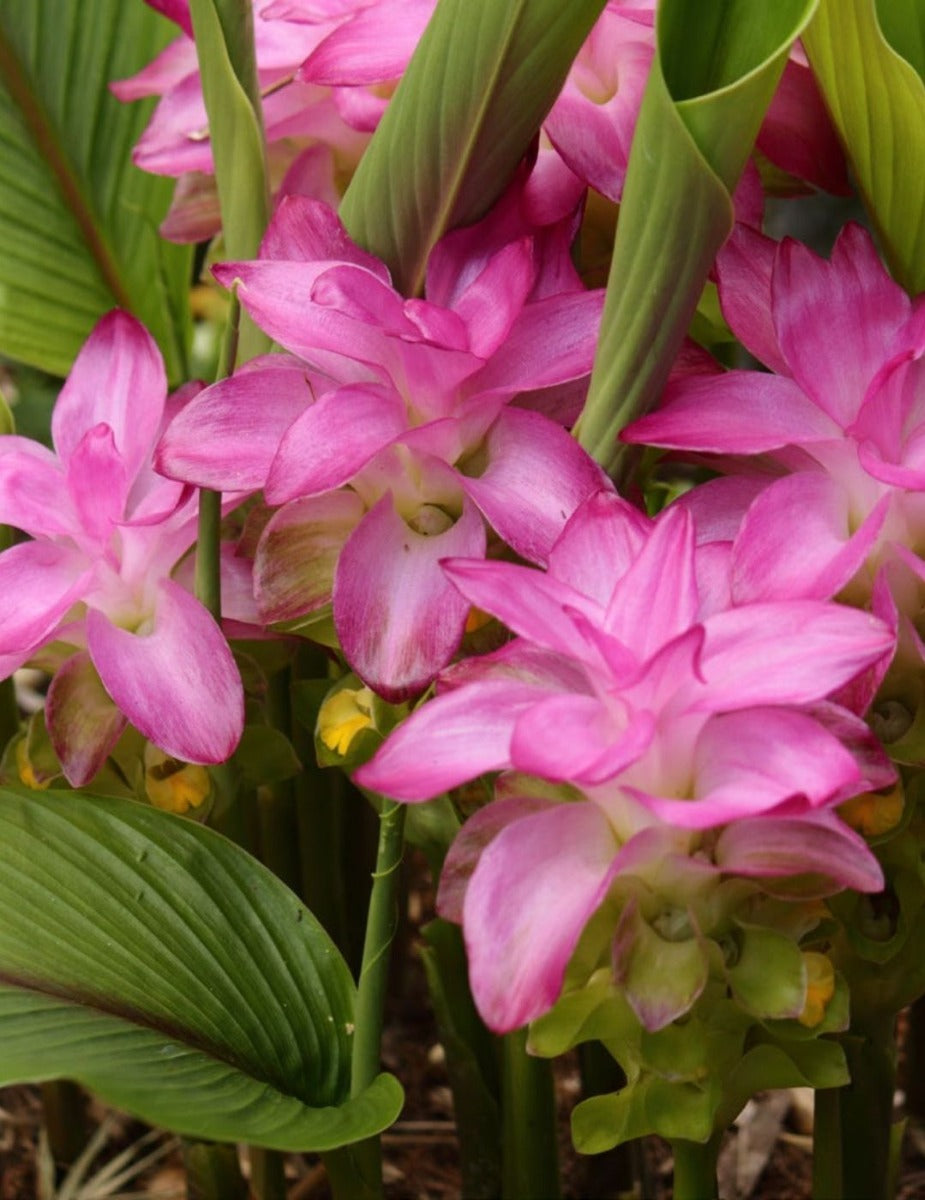 Curcuma Cordata Jewel of Thailand (Season:Aug-Sep)