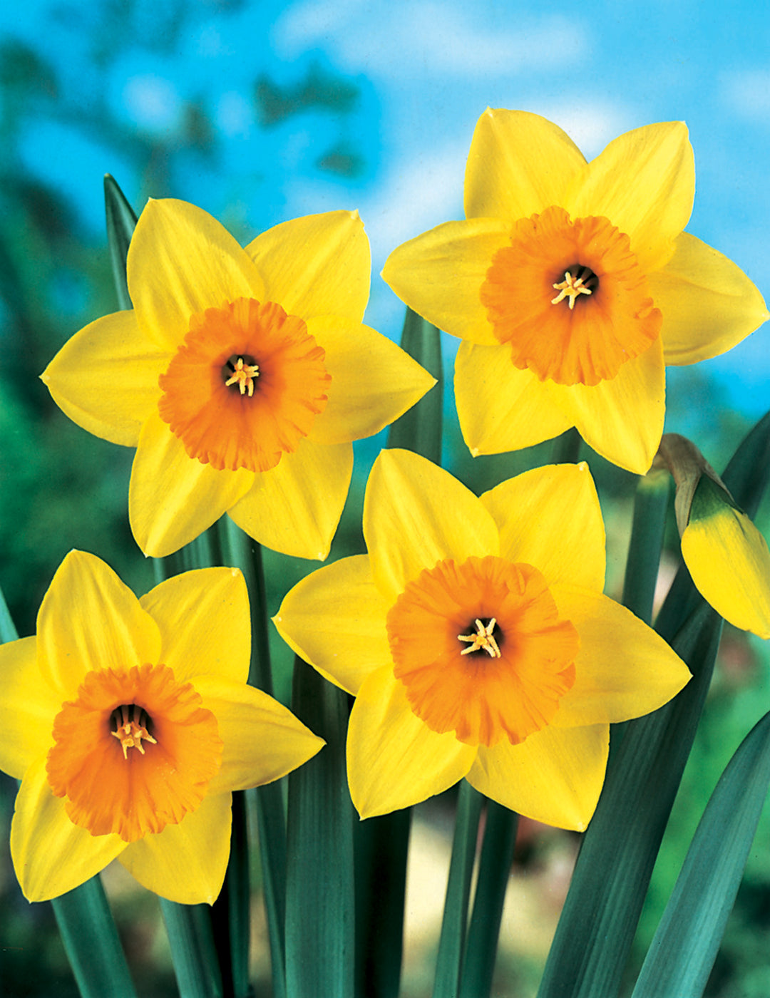 Daffodil Fortune Bulbs