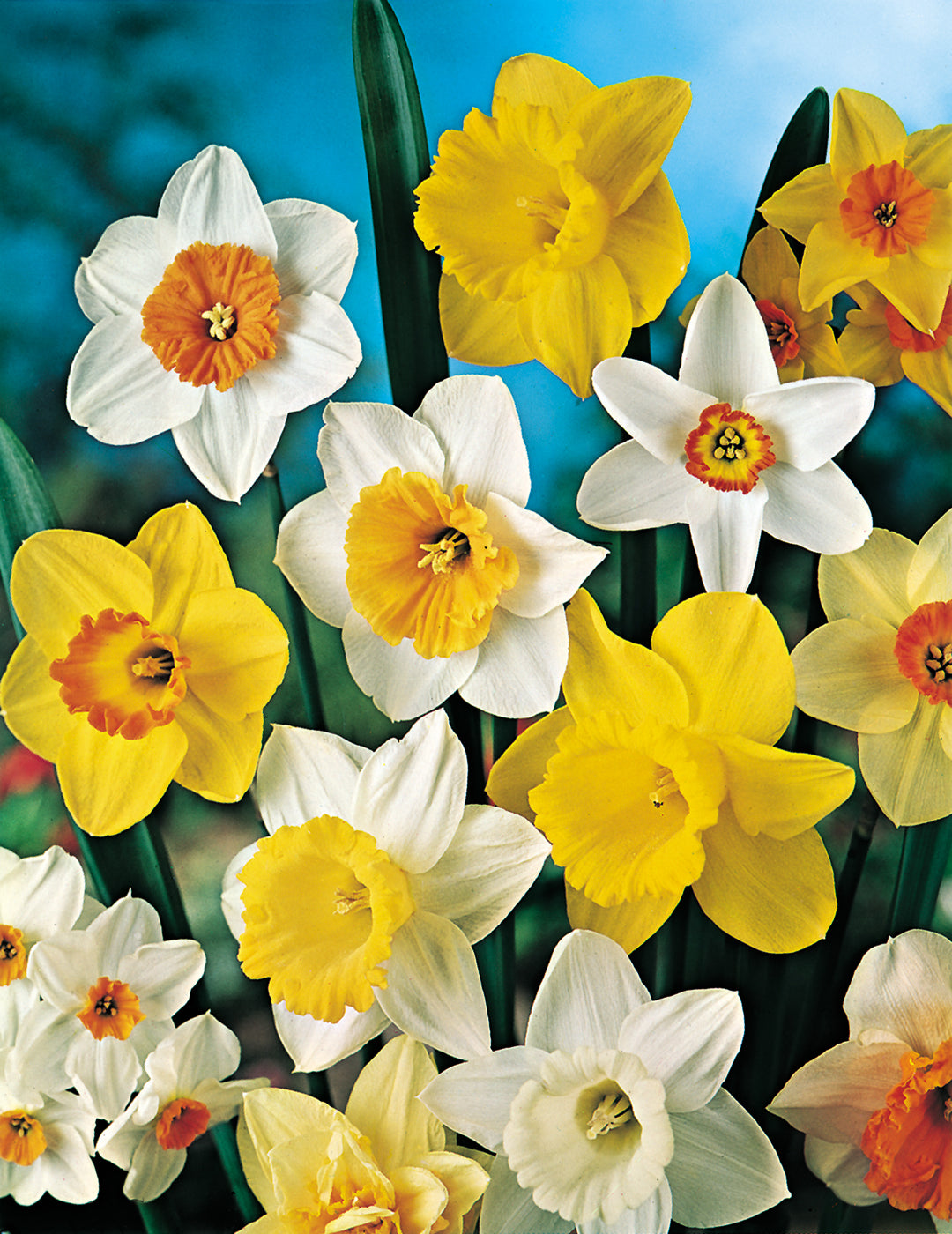 Daffodil Mixed Selection Bumper Bargain Pack