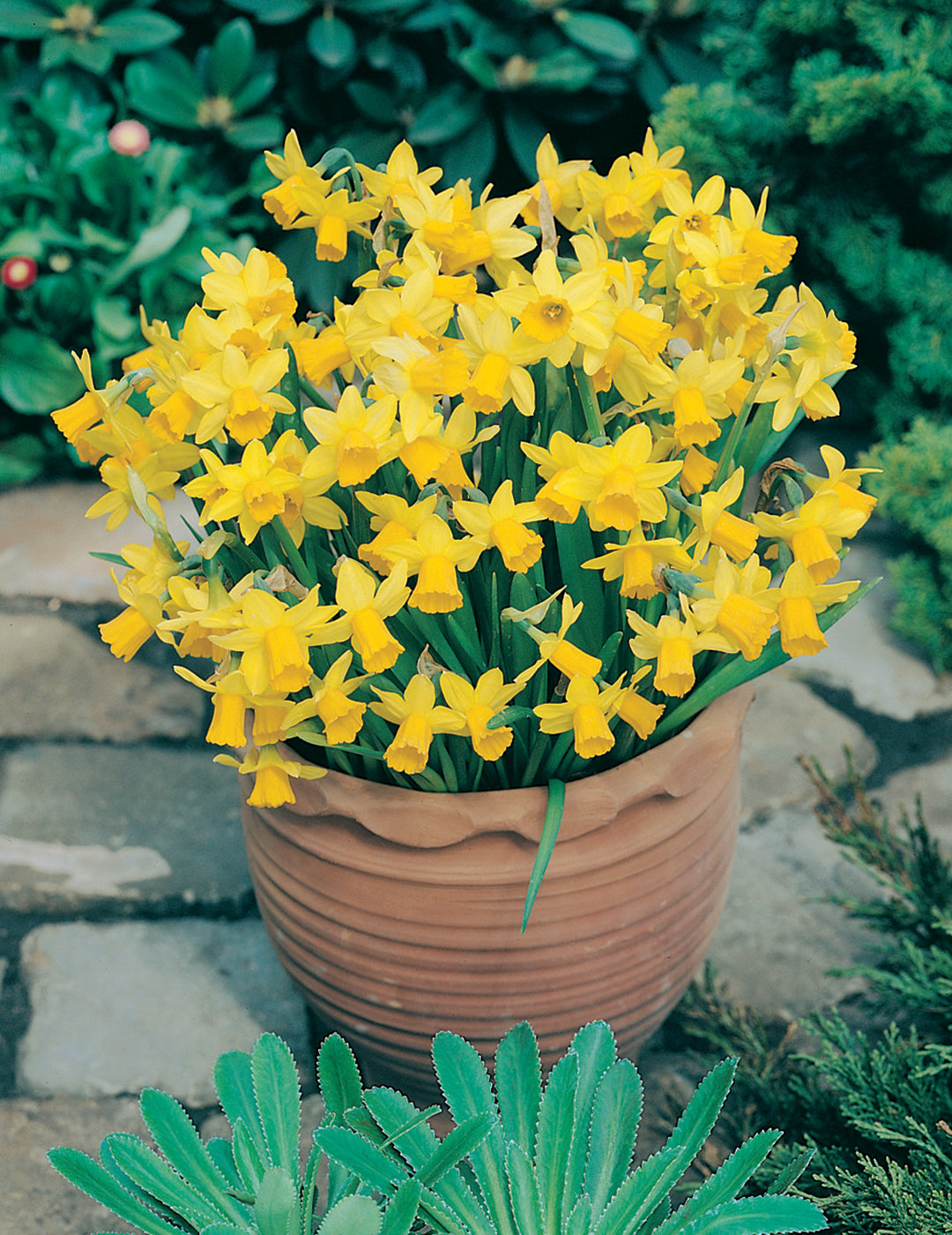 Daffodil Miniature Tete a Tete