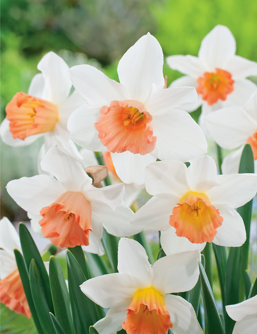 Daffodil Accent Bulbs | Mr Fothergill's