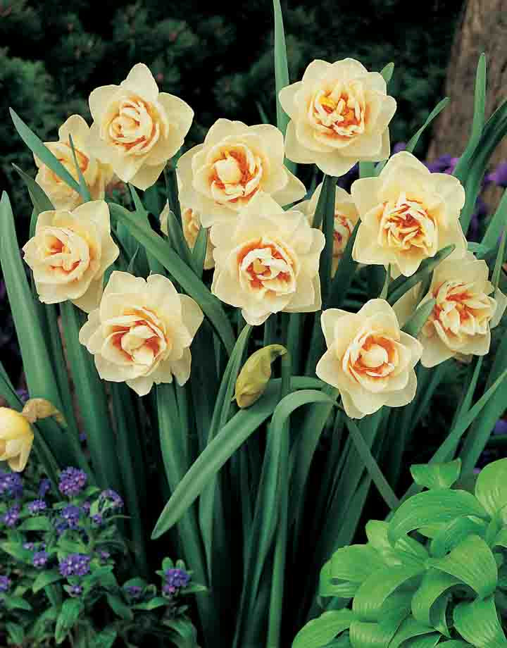 Daffodil Ascot