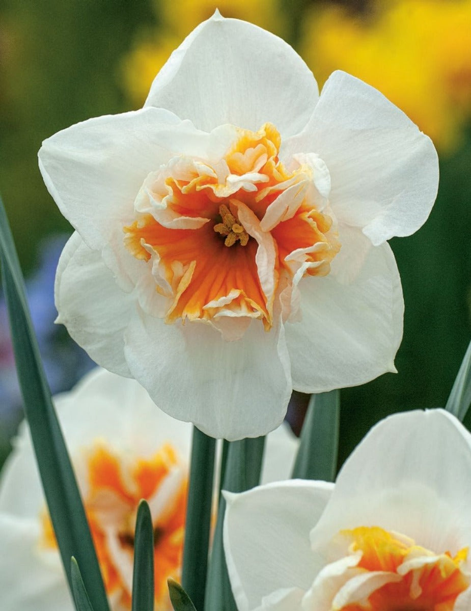 Daffodil Dolly Mollinger