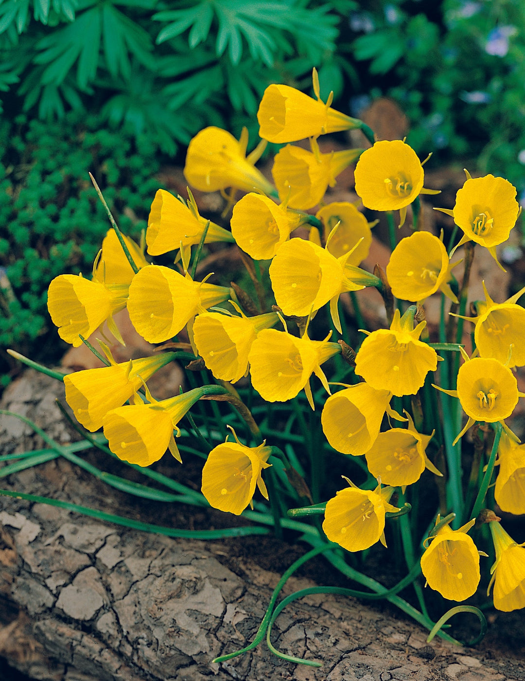 Daffodil Hoop Petticoat Yellow