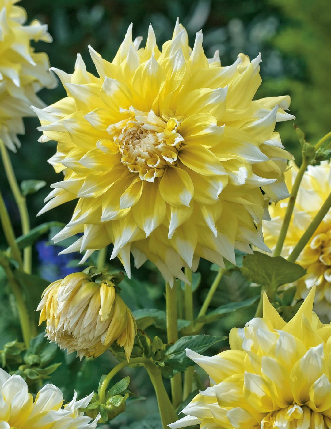 Dahlia Giant Lemon Snow (season:Aug-Sep)