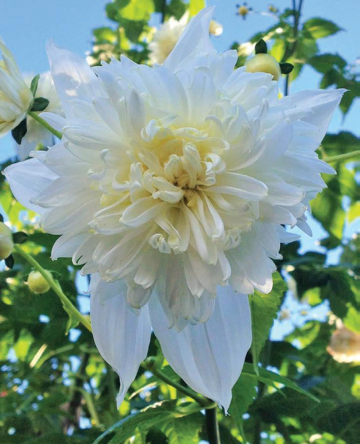 Dahlia Tree Double White (season:Aug-Sep)