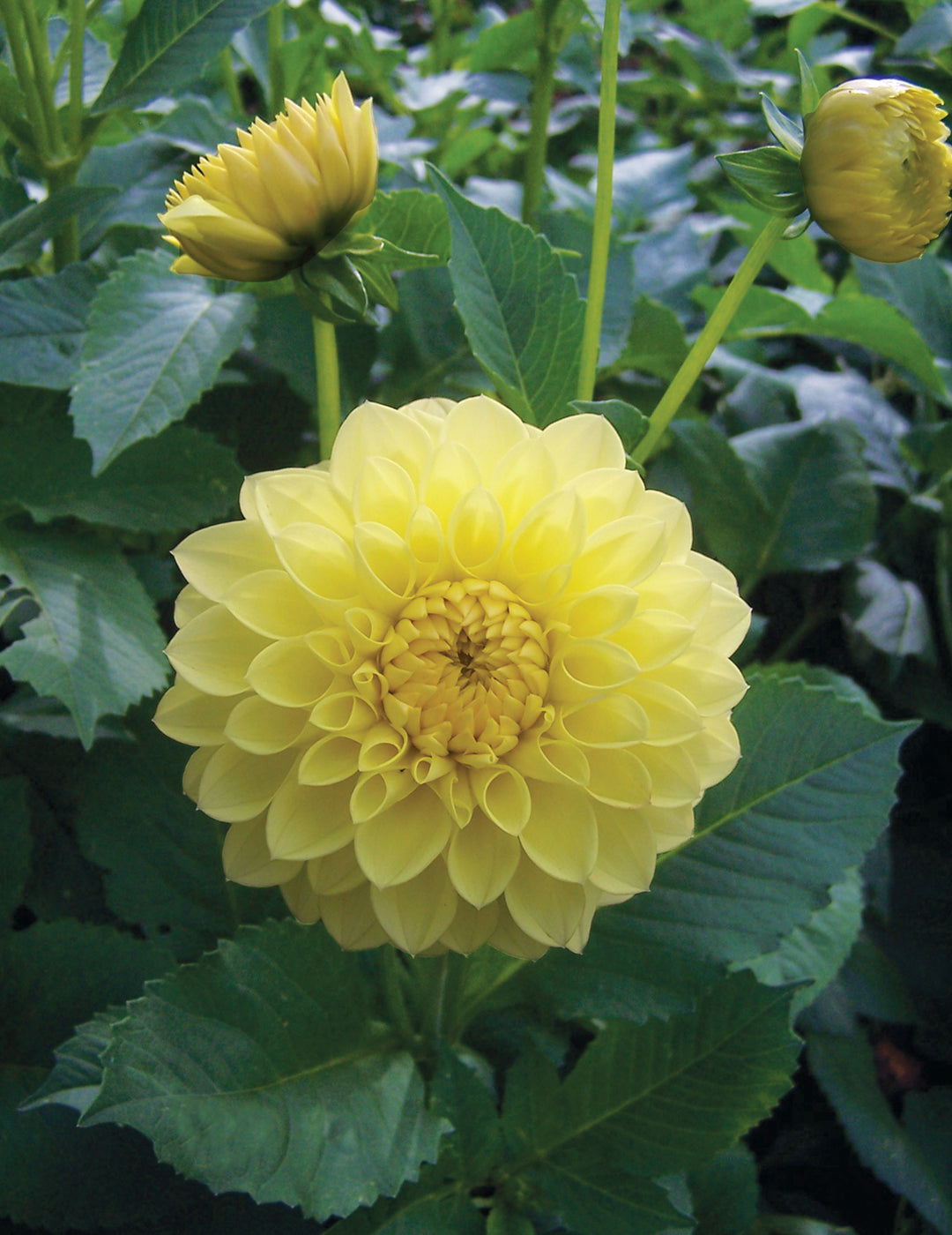 Dahlia Yellow Show (Season: Aug-Sep)