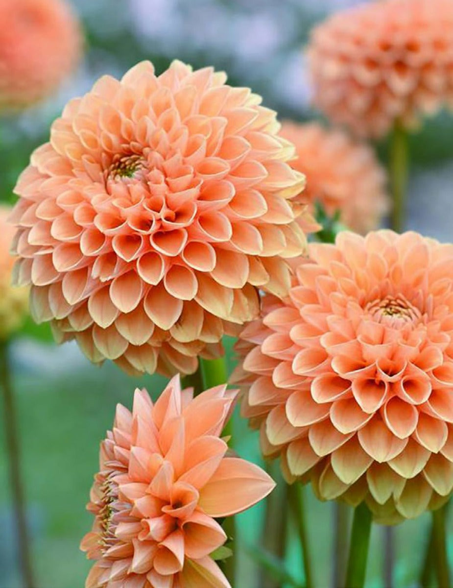 Dahlia Bracken Palomino (season:Aug-Sep)