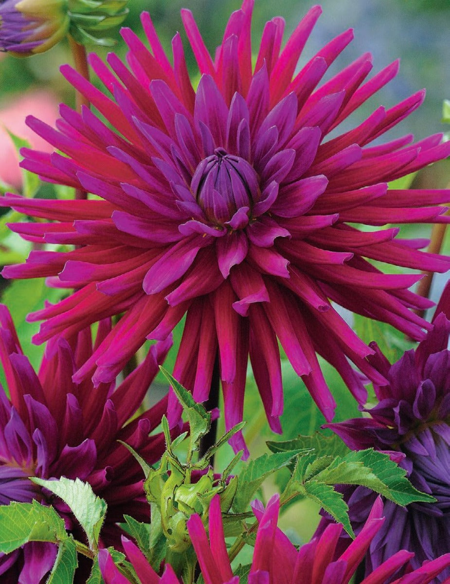 Dahlia Desert Gem (Season: Aug-Sep)