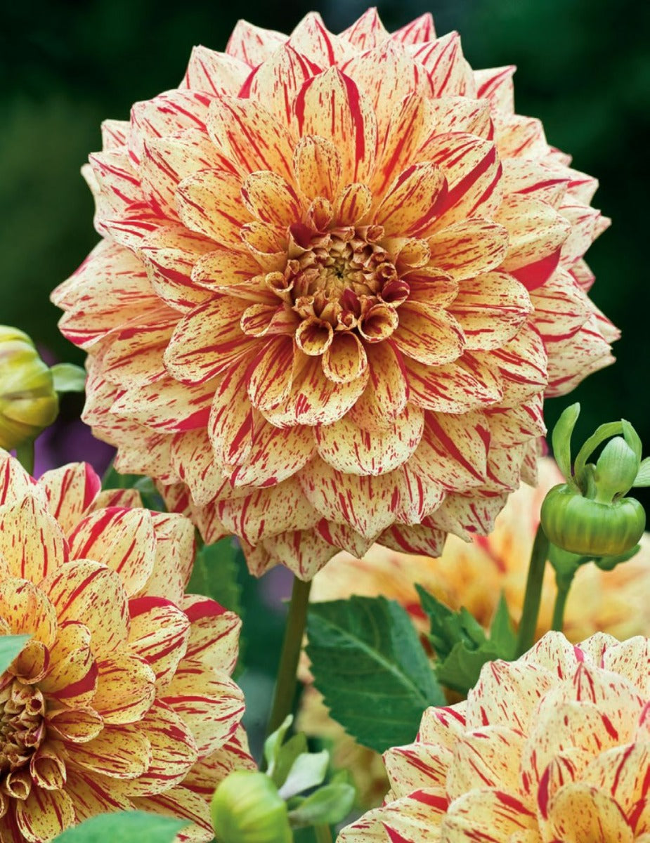 Dahlia Freckles (season:Aug-Sep)