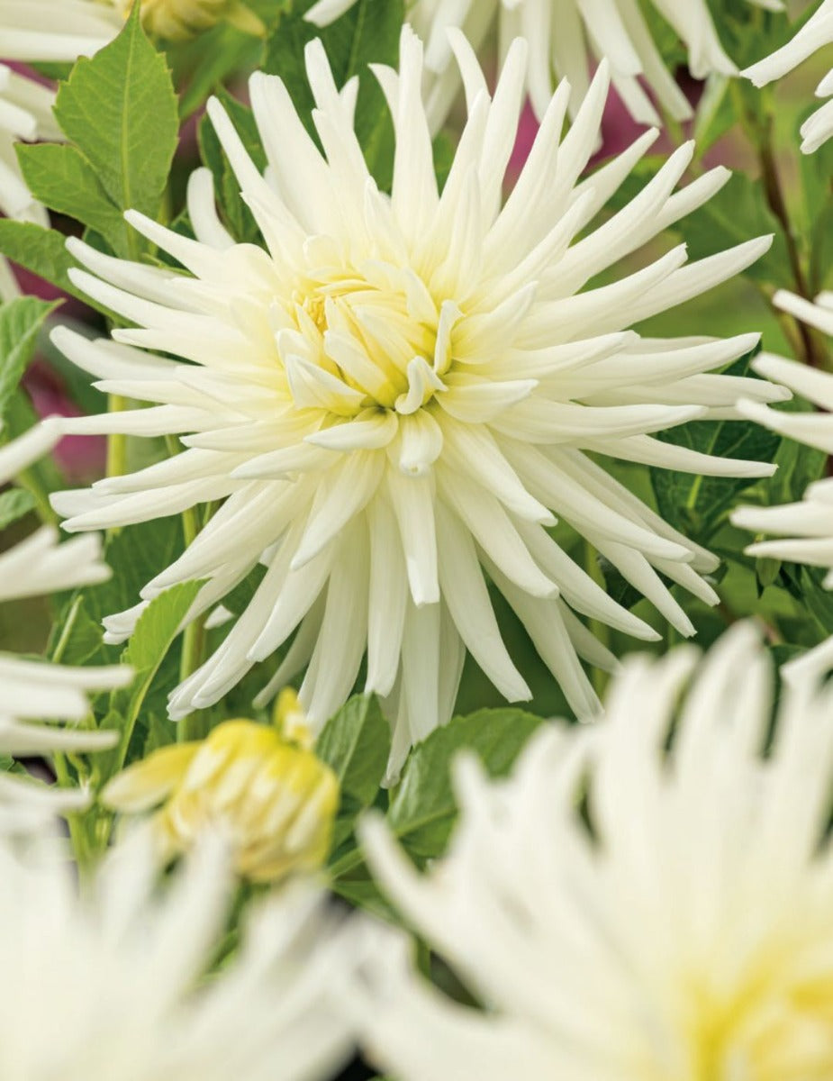 Dahlia Gleam (season:Aug-Sep)