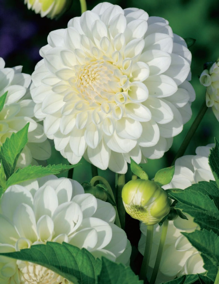 Dahlia Snow Princess (season:Aug-Sep)