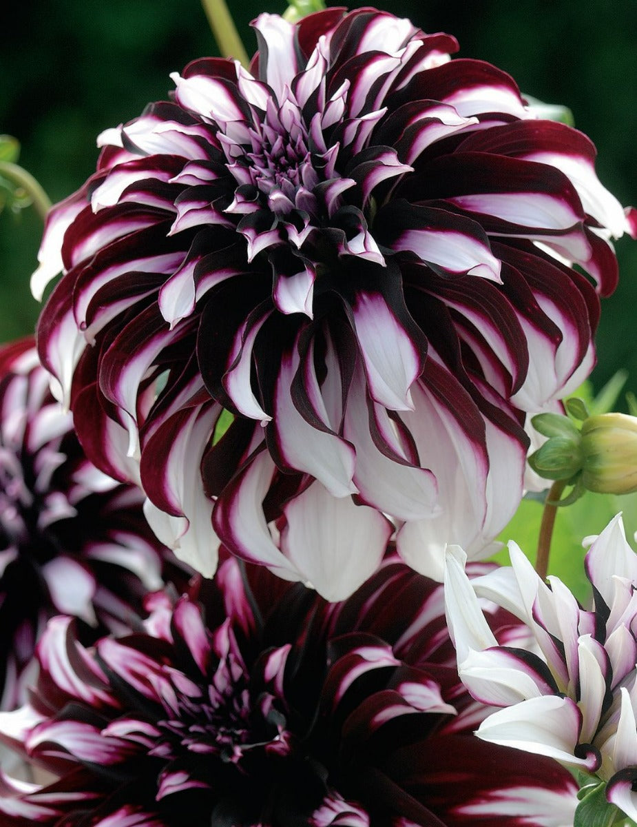 Dahlia Tartan (season:Aug-Sep)