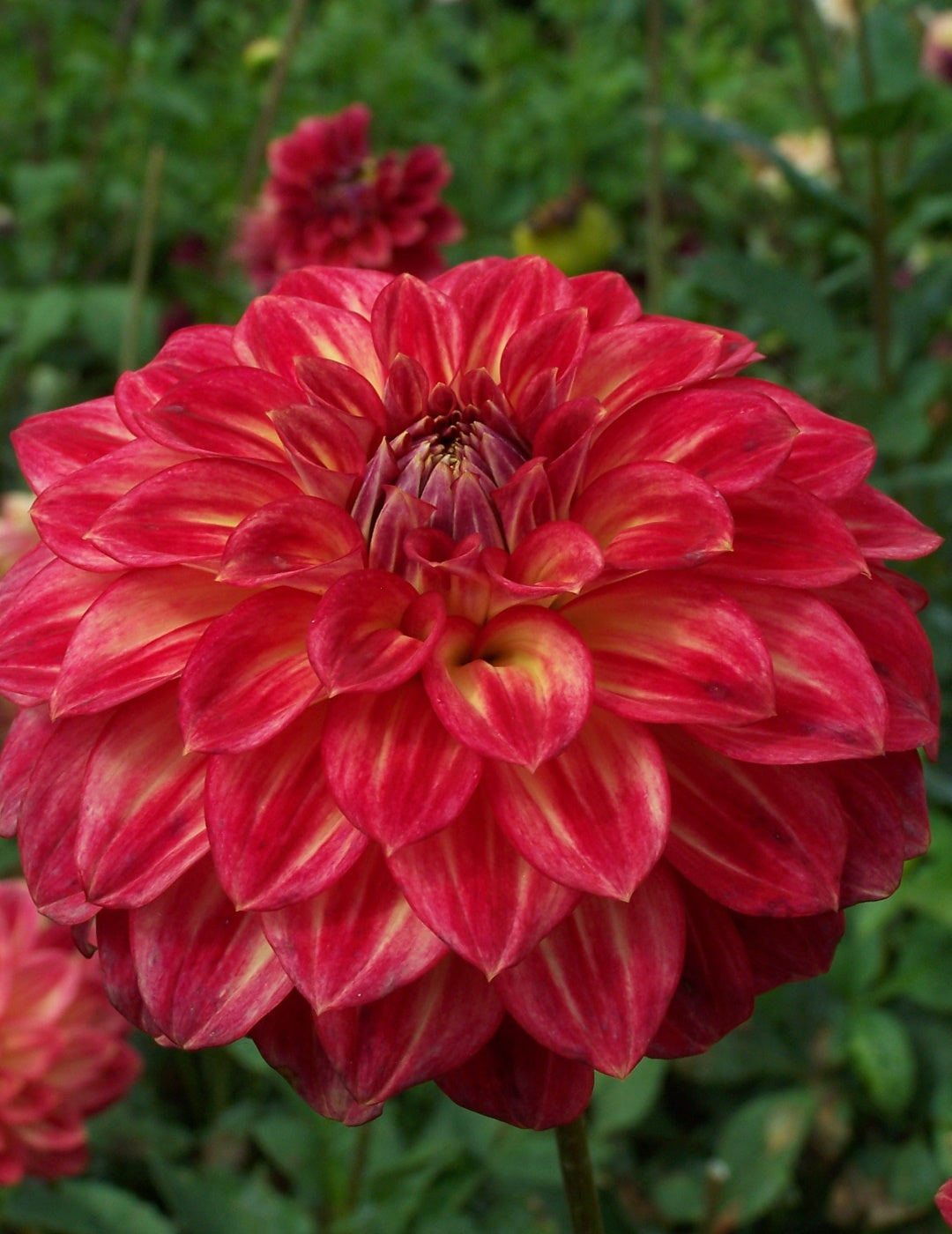 Dahlia Ciska (season:Aug-Sep)