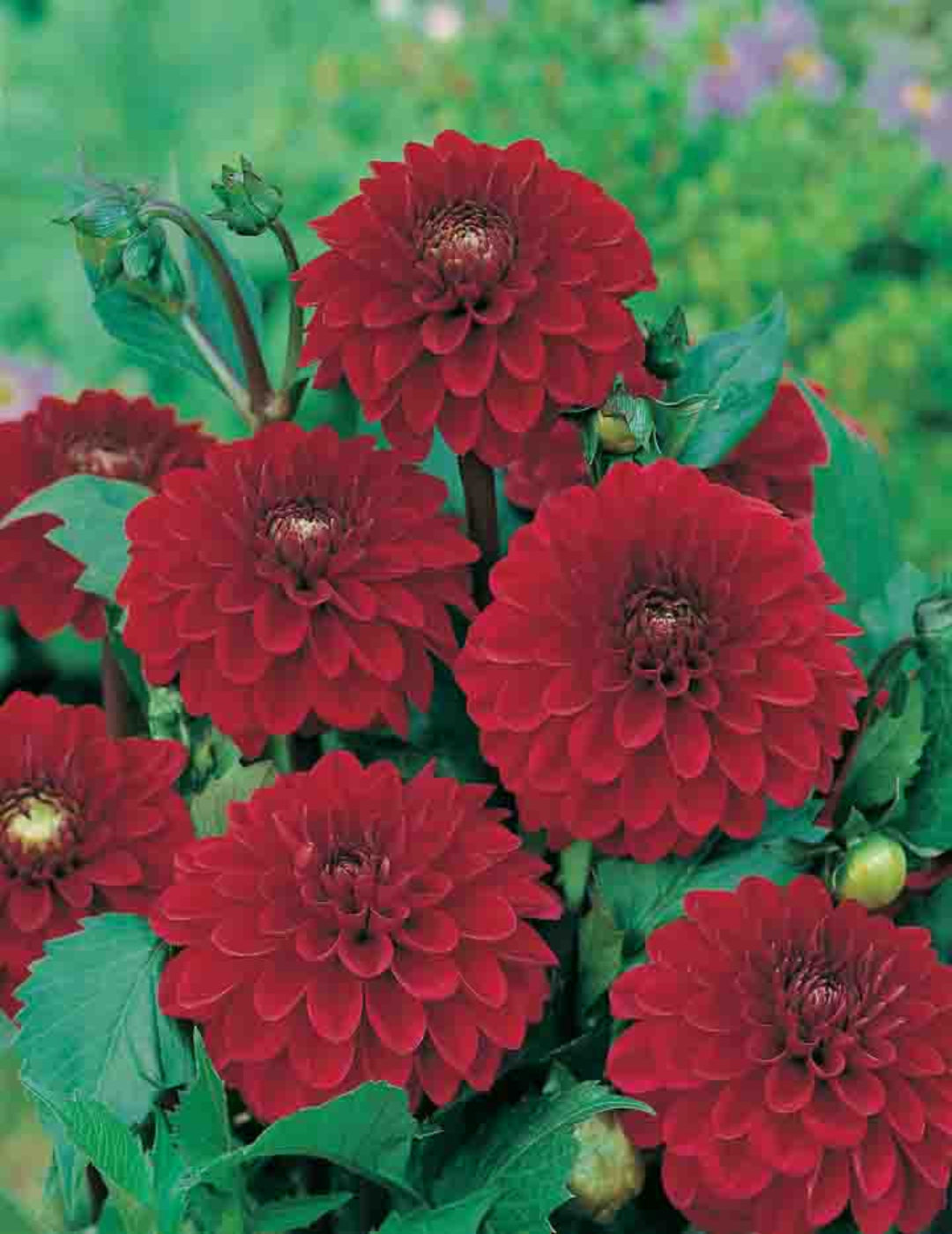 Dahlia Inferno Bulb (season: Aug-Sep)