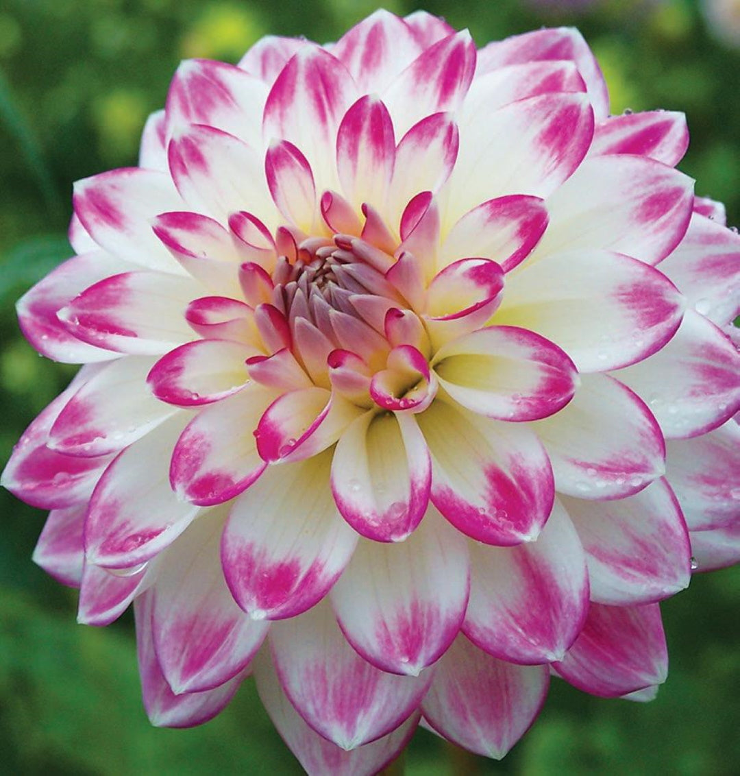 Dahlia Lollipop (season:Aug-Sep)