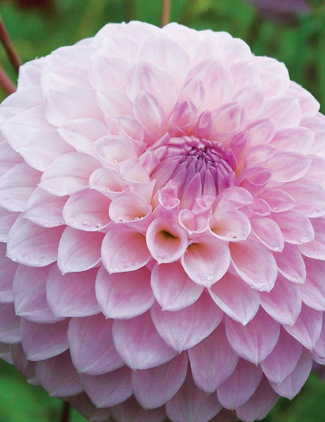 Dahlia Marshmallow (Season: Aug-Sep)