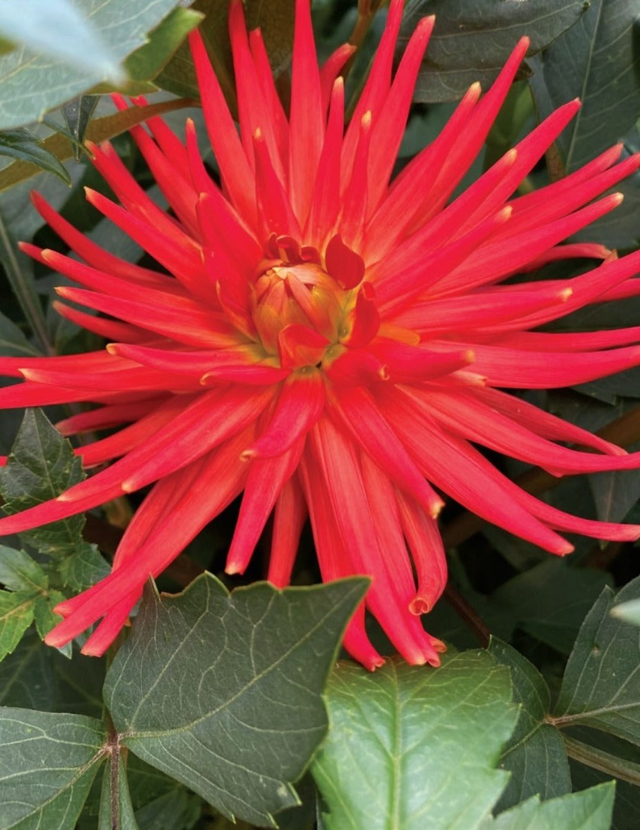 Dahlia Melissa (Season: Aug-Sep)