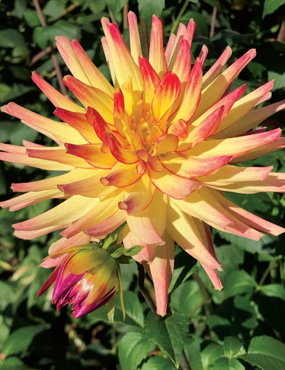 Dahlia Mountain Aurora (season:Aug-Sep)