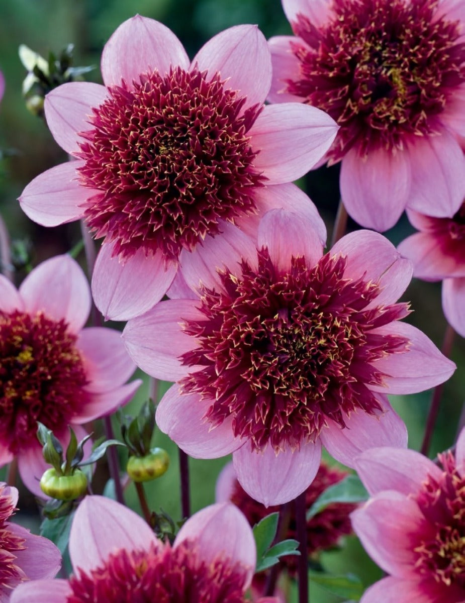 Dahlia Purex (Season: Aug-Sep)