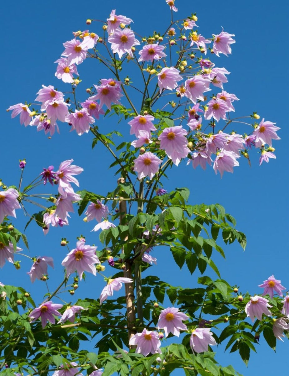 Dahlia Tree Pink (season:Aug-Sep)