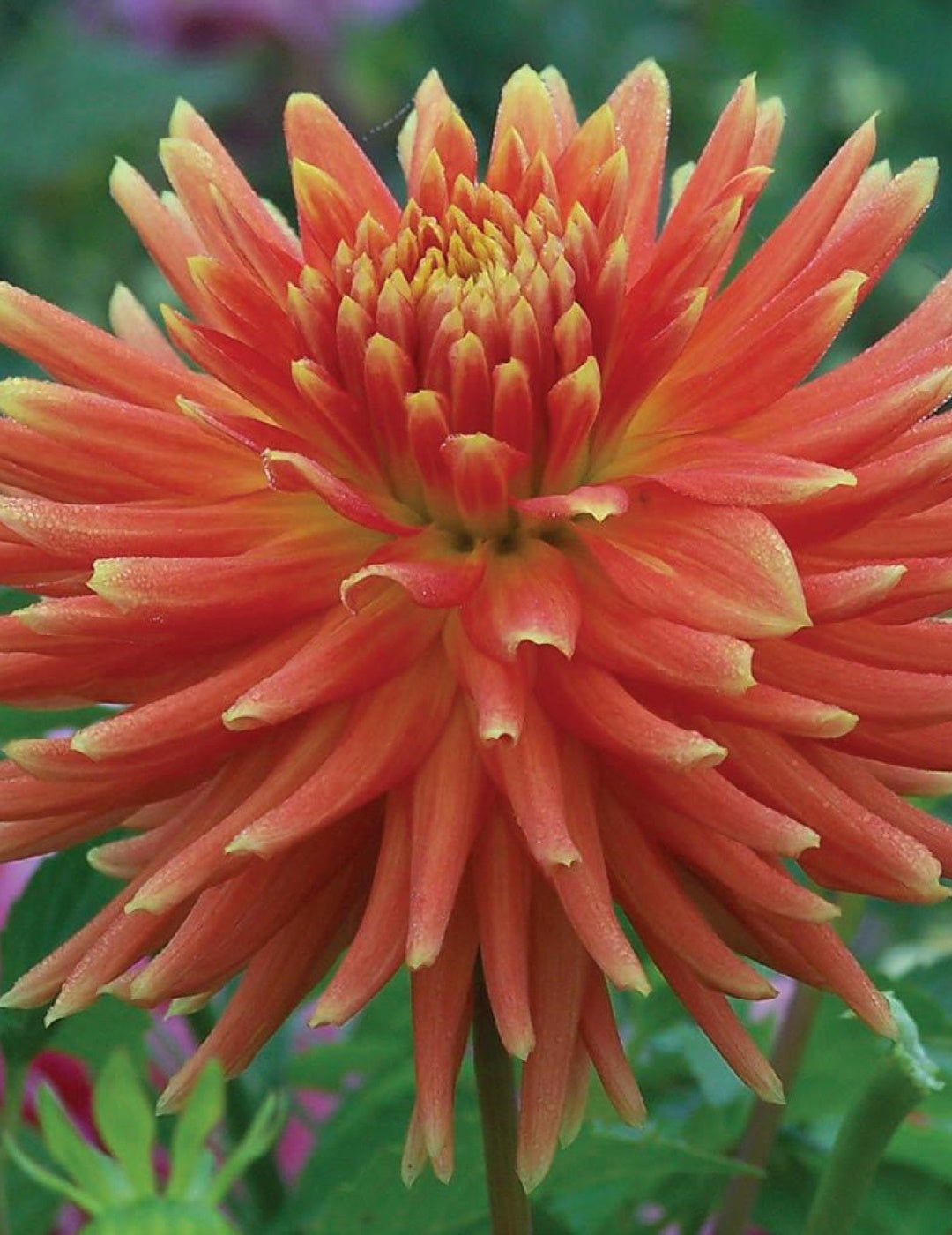 Dahlia Tuscany (Season: Aug-Sep)