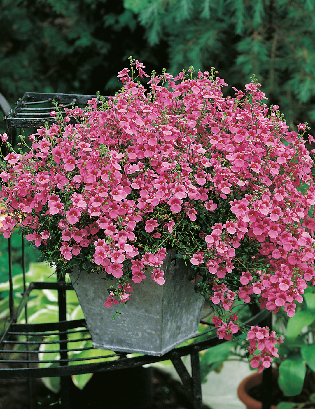 Diascia Pink Queen