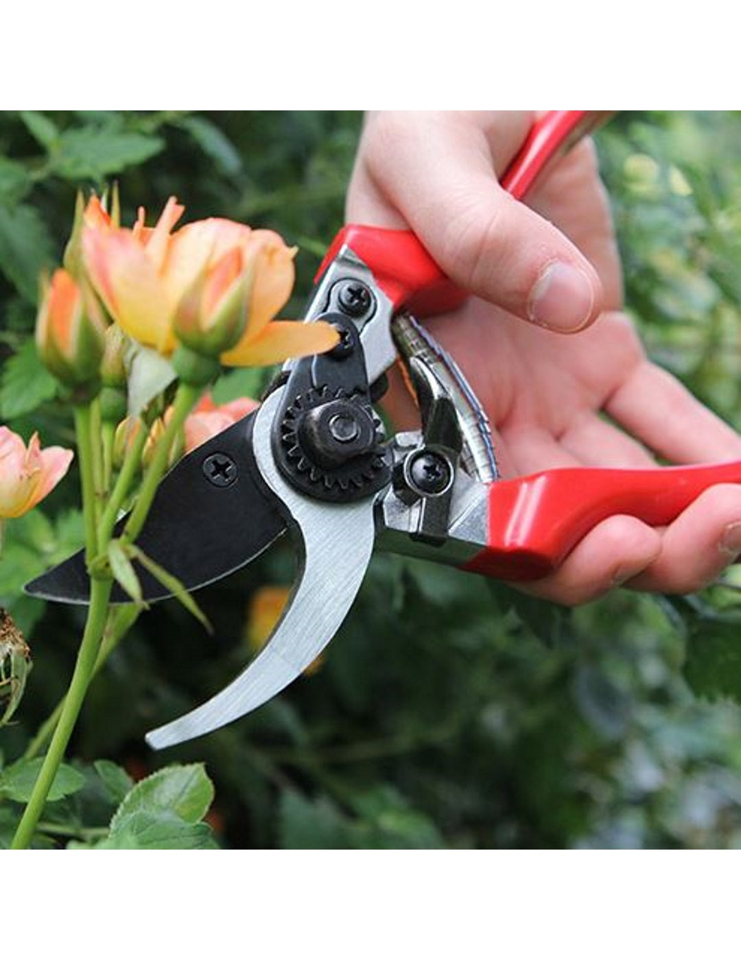 Darlac Professional Bypass Pruner Secateurs