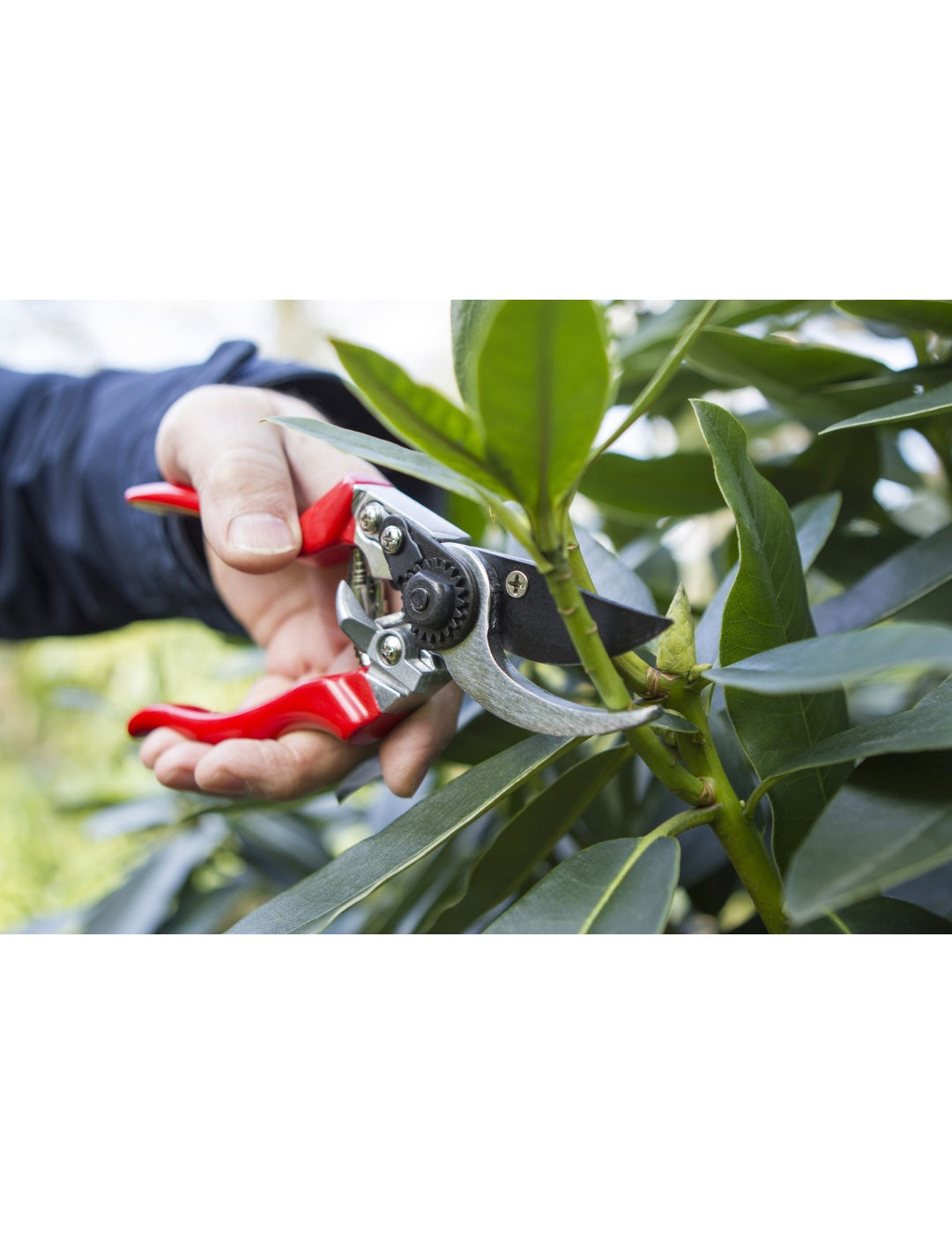 Darlac Professional Left Hand Bypass Pruner Secateurs