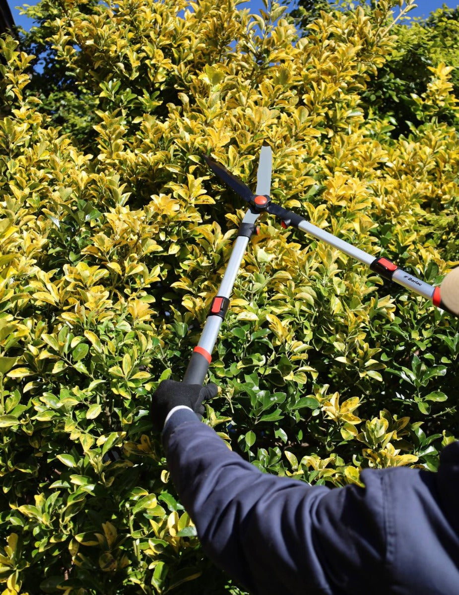 Darlac Telescopic Hedge Shear