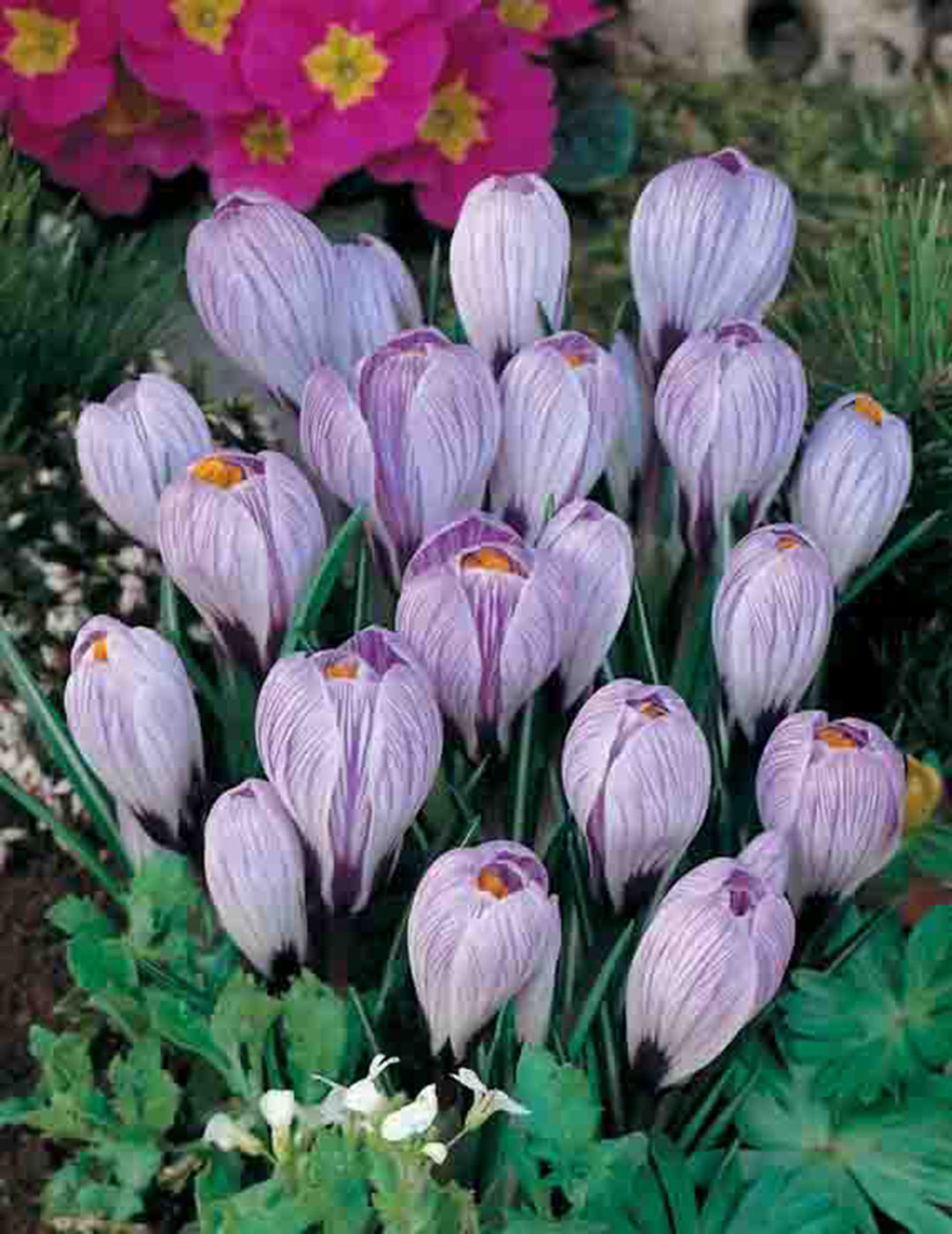 Dutch Crocus Pickwick Bulbs