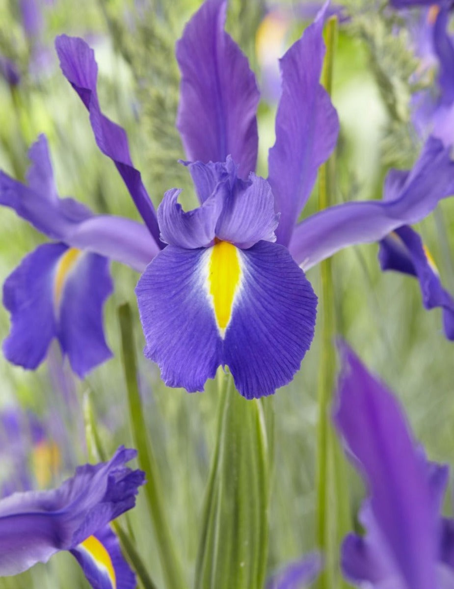 Dutch Iris Discovery Purple